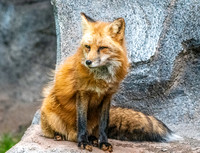 Red fox