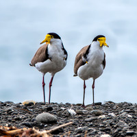 Masked plover / masked lapwing