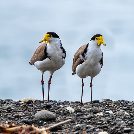 Masked plover / masked lapwing