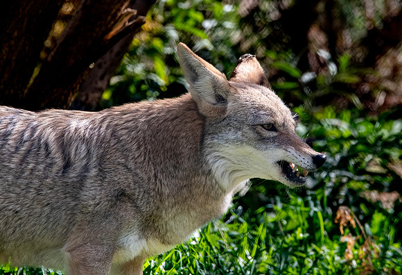 Coyote