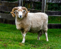 Dorset Horn Ram, New Zealand