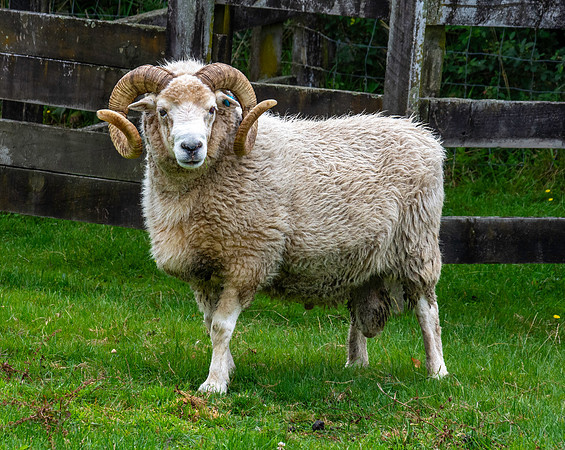Dorset Horn Ram, New Zealand