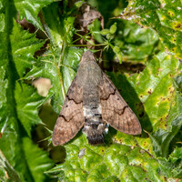 Hummingbird Hawk moth