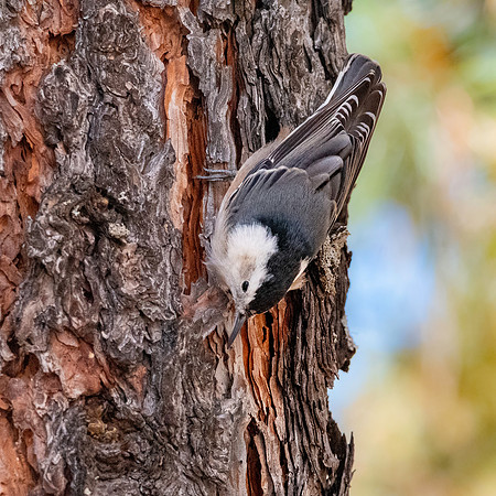 White breasted nuthatch