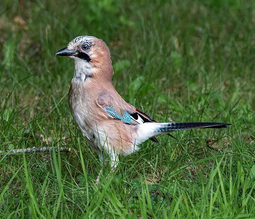 Eurasian Jay