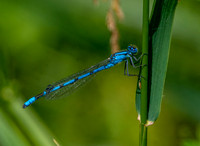 Common bluet damselfly