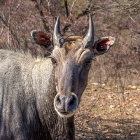 Nilgai / blue bull antelope