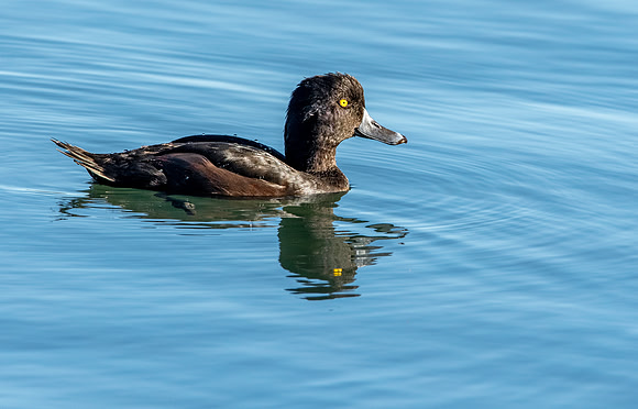 New Zealand scaup / pāpango