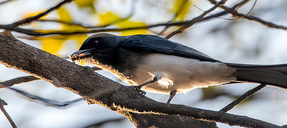 White bellied drongo