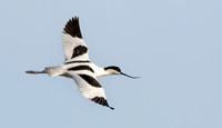 Pied avocet