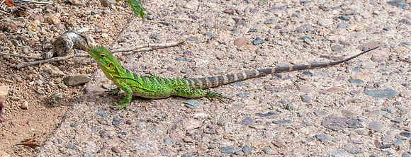Western spiny-tailed iguana