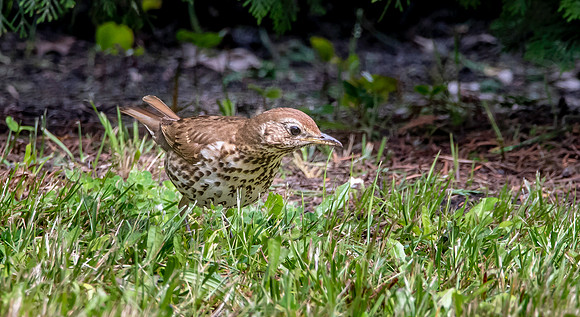 Song thrush