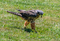 New Zealand falcon