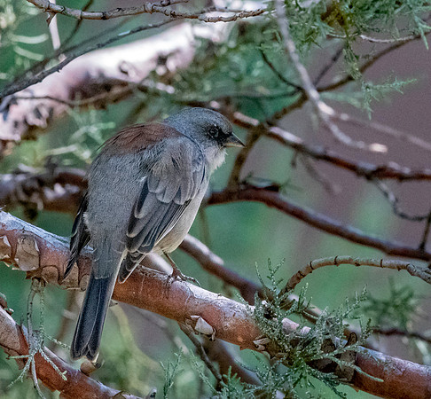 Red-backed Dark eyed junco