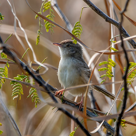 Rufous fronted prinia