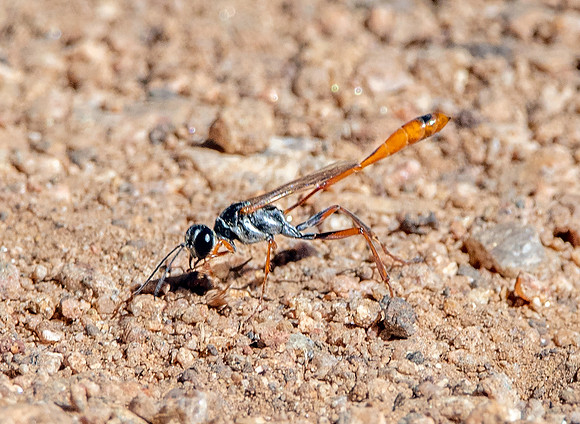 Thread-waisted Wasp