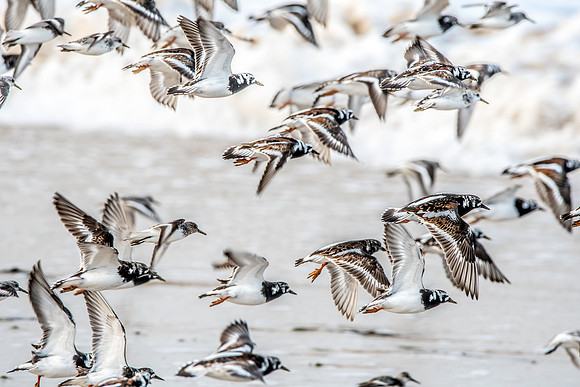 Ruddy turnstone