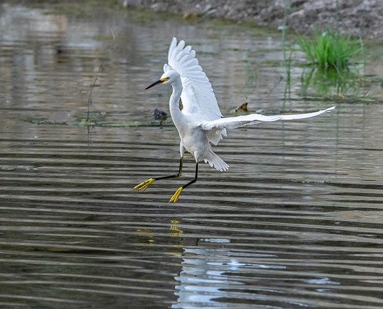 Snowy egret
