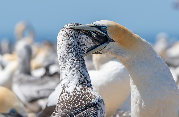 Southern, Australasian Gannet
