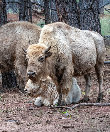 White bison