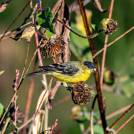 Lesser goldfinch