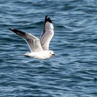 Black billed gull