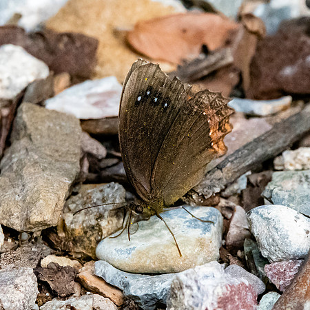 Red-bordered Satyr