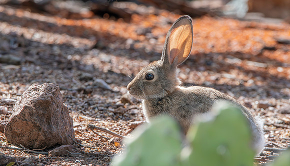 Desert cottontail