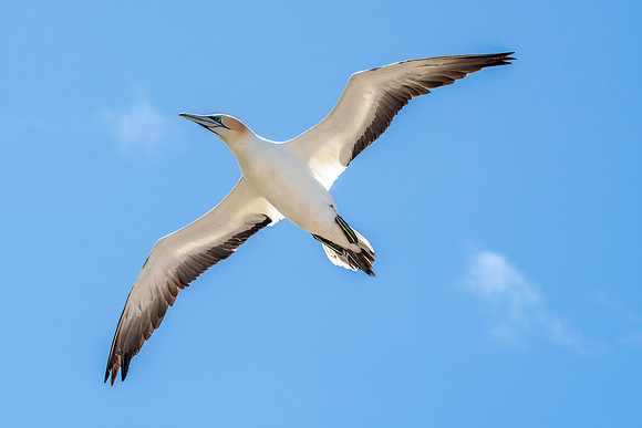 Southern, Australasian Gannet