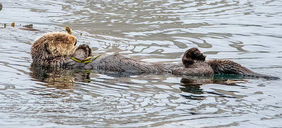 Sea Otter