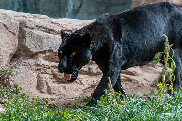 Black jaguar