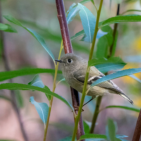 Ruby crowned kinglet