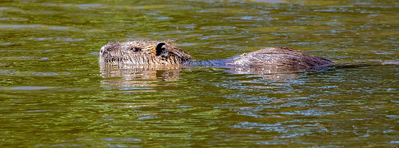 Coypu / Nutria