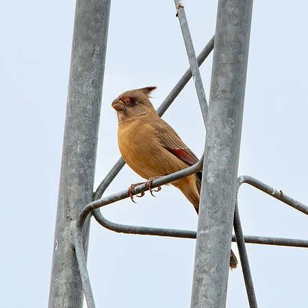 Pyrrhuloxia / Desert cardinal