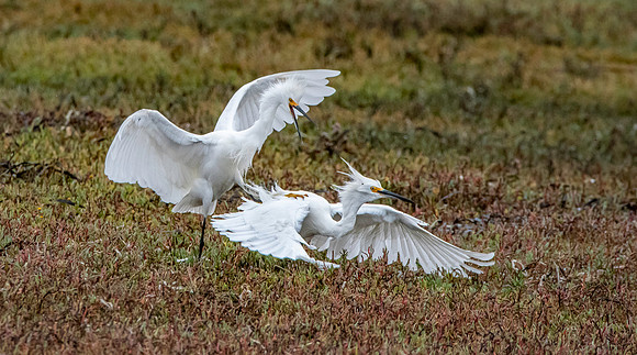 Snowy egret