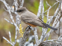 Say's phoebe