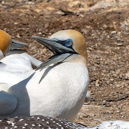 Southern, Australasian Gannet