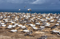 Southern, Australasian Gannet