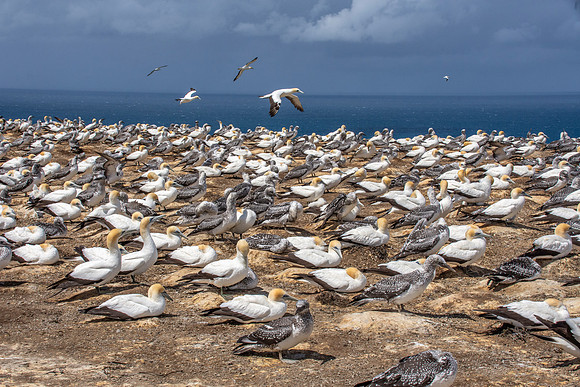 Southern, Australasian Gannet
