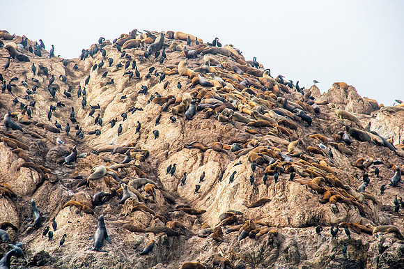 California sea lion