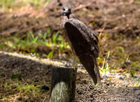 Swamp / Australasian harrier