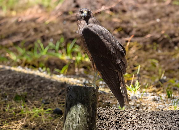 Swamp / Australasian harrier
