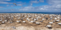 Southern, Australasian Gannet