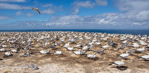 Southern, Australasian Gannet
