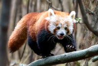 Red panda