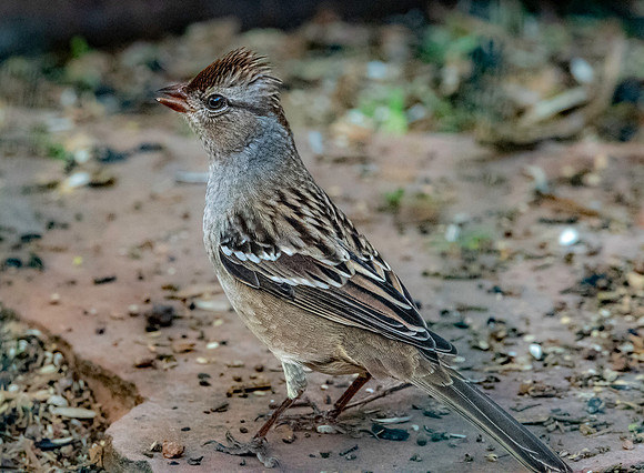 White crowned sparrow