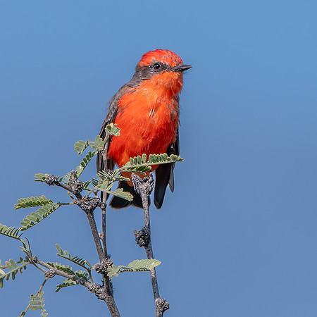 Vermillion flycatcher