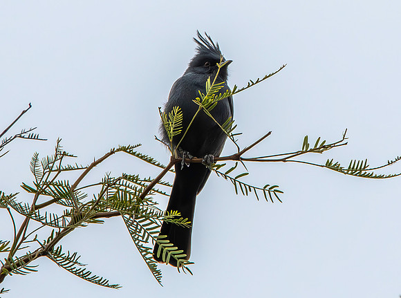 Phainopepla