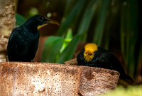 Golden crested myna