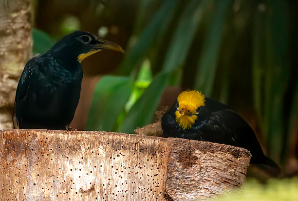Golden crested myna